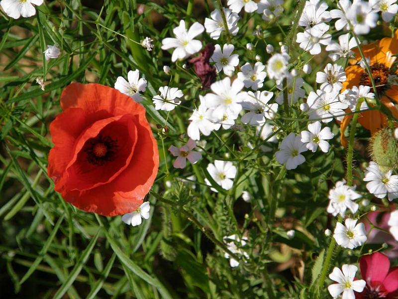 Mohn und Wildblumen