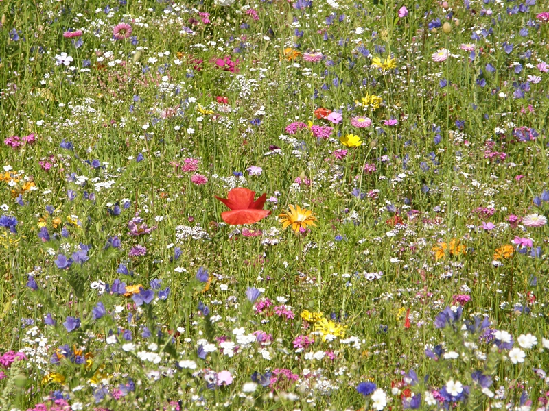 Wildblumenwiese