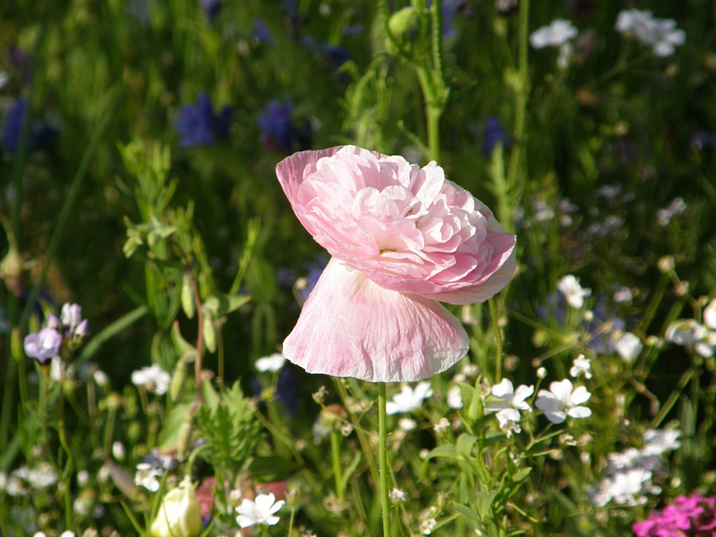 Blte pink, verblhend