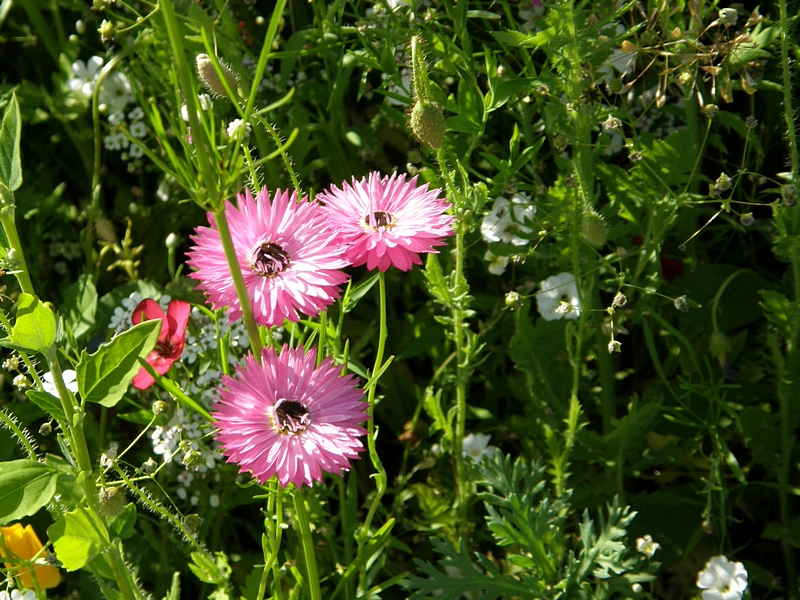 Blumenwiese