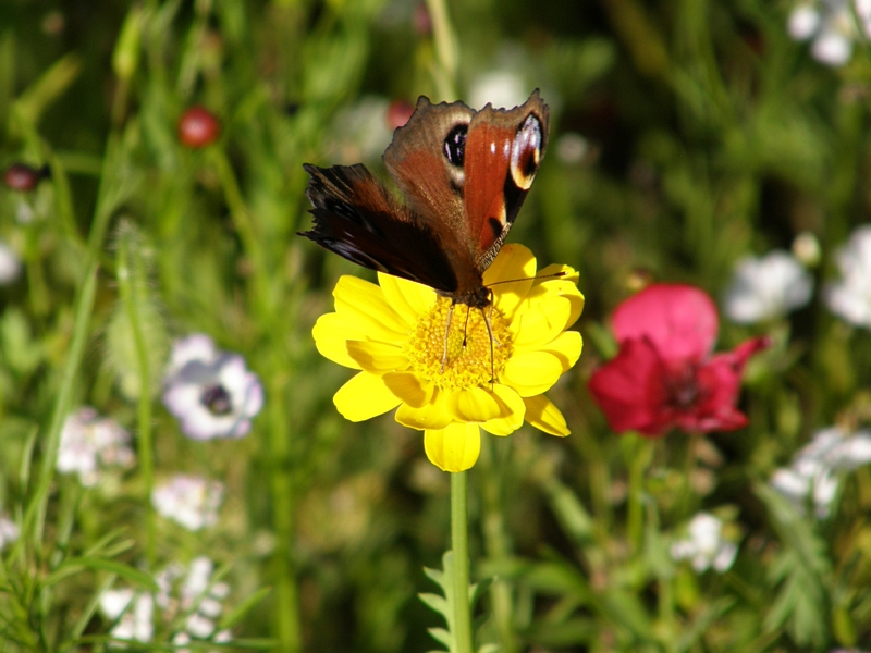 Wildblumen und Tagpfauenauge