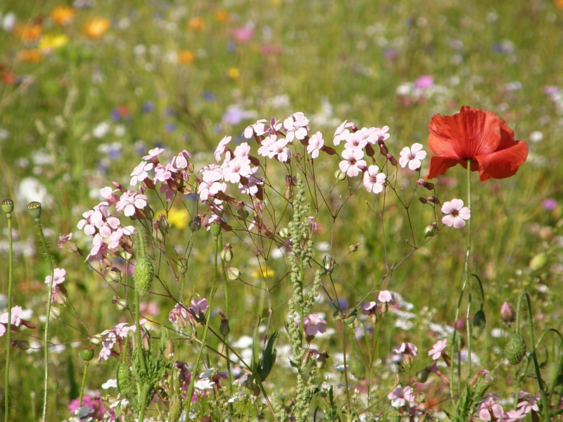 Wilde Blumen