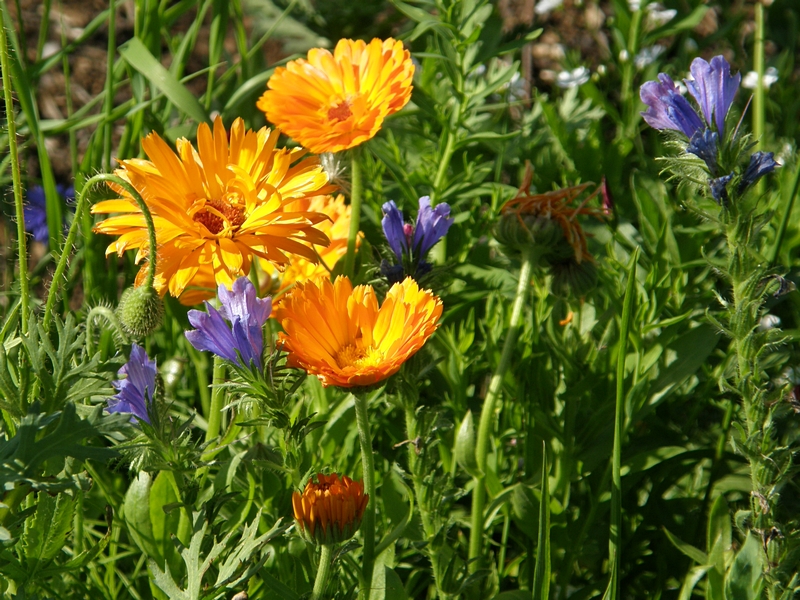 Blumenwiese: orange und violett