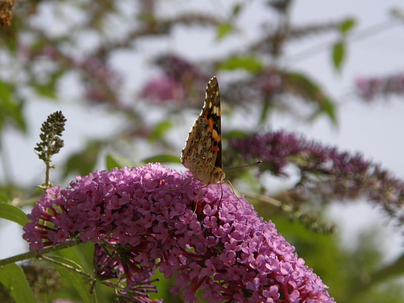 Sommerflieder mit Besucher