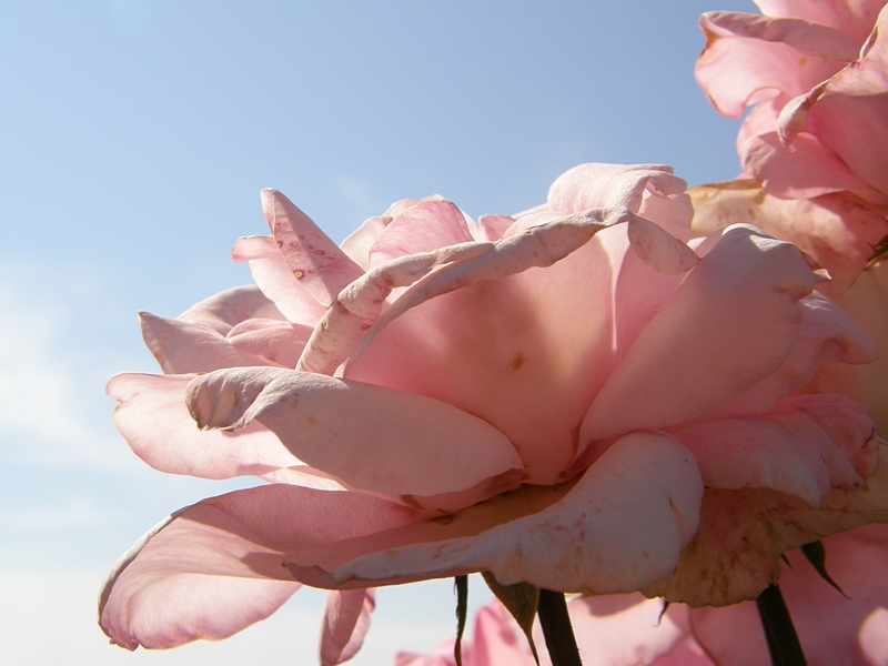 rosa Rosen, verblhend