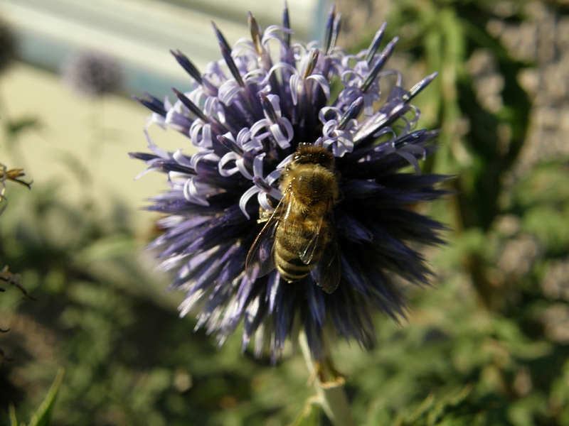 Blte blau, wird bestubt