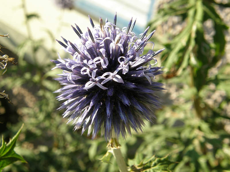 Blte blau, kugelfrmig