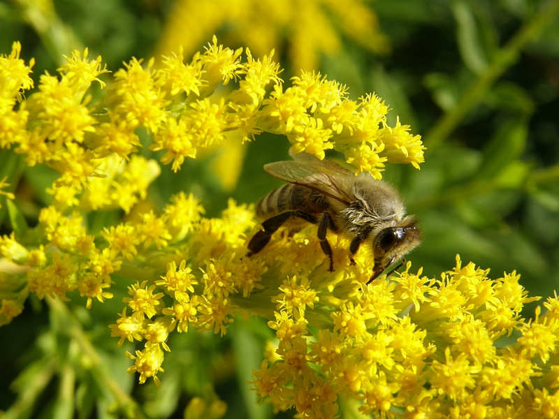 Biene auf Blten (