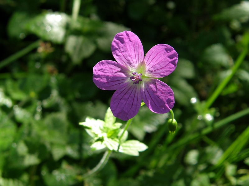 Blte violett (