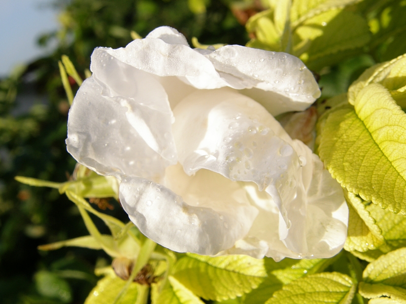 Kartoffelrose, ungeffnet mit Tau