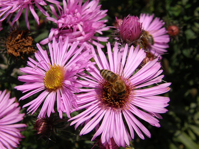 Aster mit Besucher