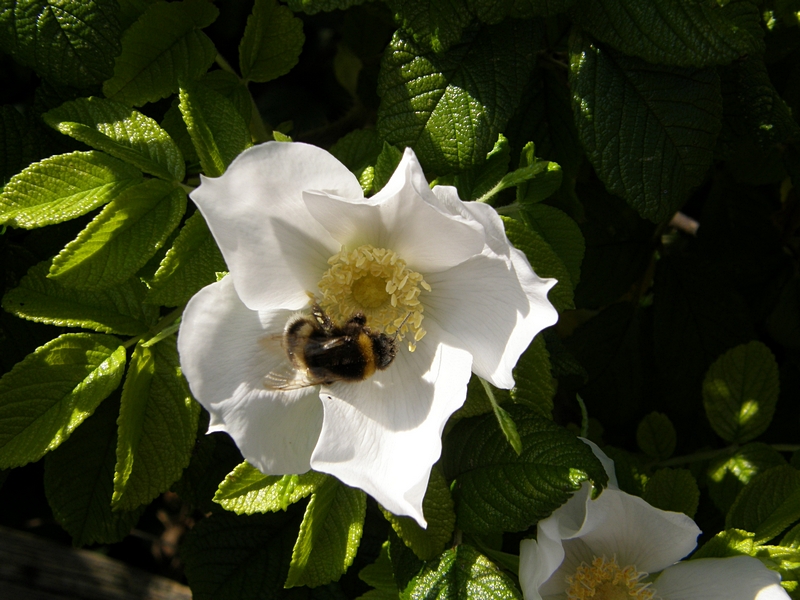 Japan-Rose mit Besucher