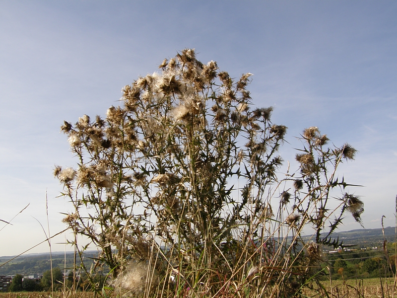 Wolldistel