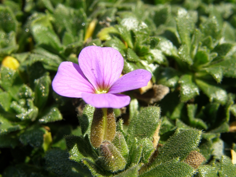 Kleine violette Blte