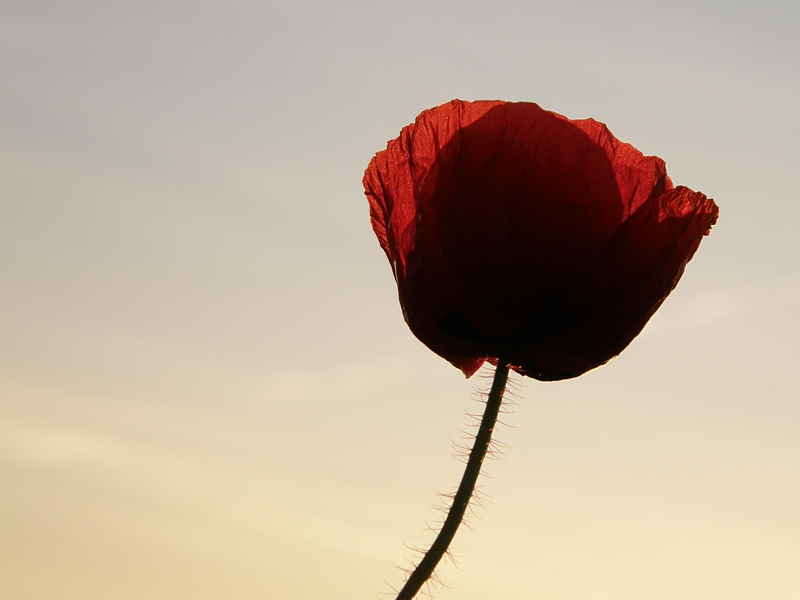 Mohn, freistehend