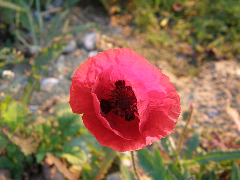 Klatschmohn