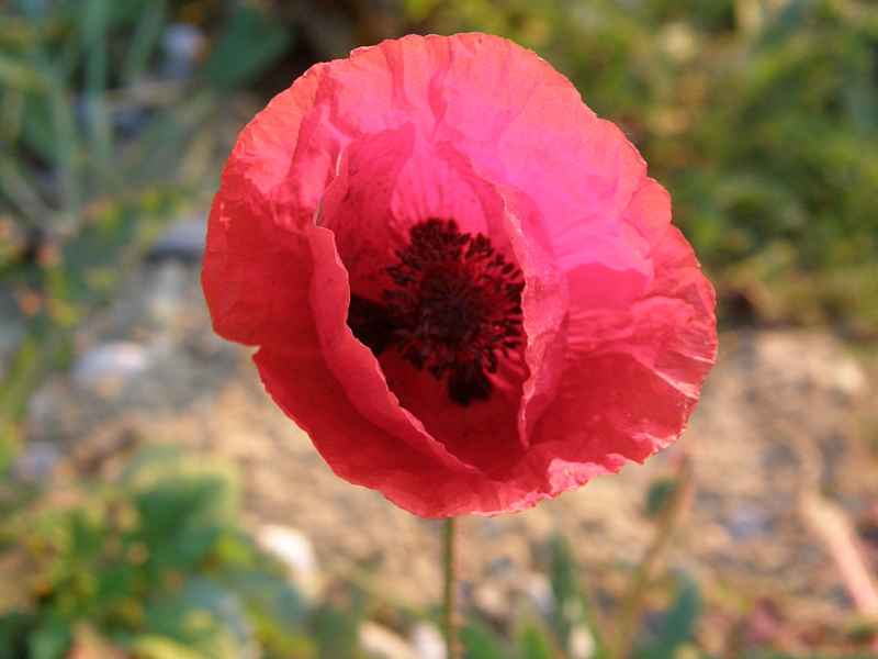 Klatschmohn geffnet