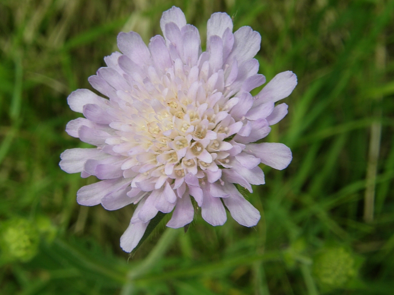 Gefllte Blte, zart violett