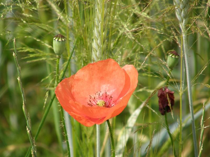 Mohn im Getreidefeld