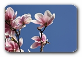 Magnolienblüte (nah)