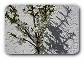 Blten vor Mauer mit Schatten