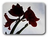 Amaryllis am Fenster