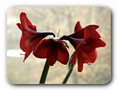 Amaryllis knallrot