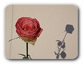 Der Schatten der Rose