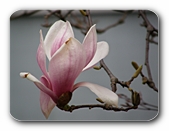 Magnolienblte