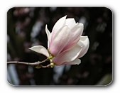 Magnolienblte