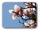 Magnolie vor blauem Himmel