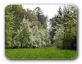 Frühlingsbäume