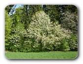 Frühlingsbäume 2