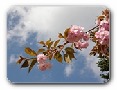 Himmel und Blüten