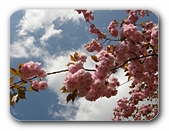 Blüten vor Wolken
