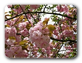 Blüten von Nahem
