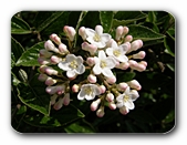 Blüten zartrosa