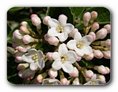 Blüten zartrosa (nah)