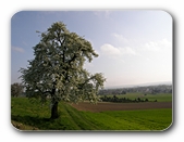 Blühender Baum