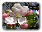 Obstblüte