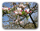 Obstblüte