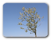 Blühender Baum, frei stehend