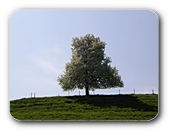 Freistehender Baum, blütenüberladen