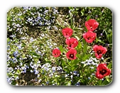 Blumenbeet mit Tulpen