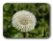 Pusteblume