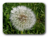 Pusteblume (2)