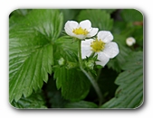 Erdbeer-Blüte