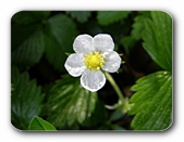 Erdbeerblüte