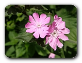 Blüten