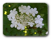 Ringförmige Blüten, weiß